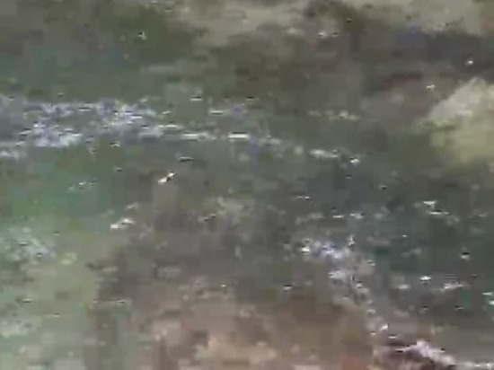 Огромные косяки горбуши на Сахалине попали на видео