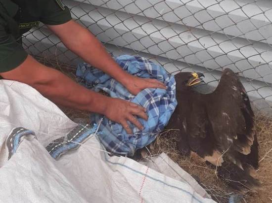 В Астраханской области спасли птенца краснокнижного степного орла