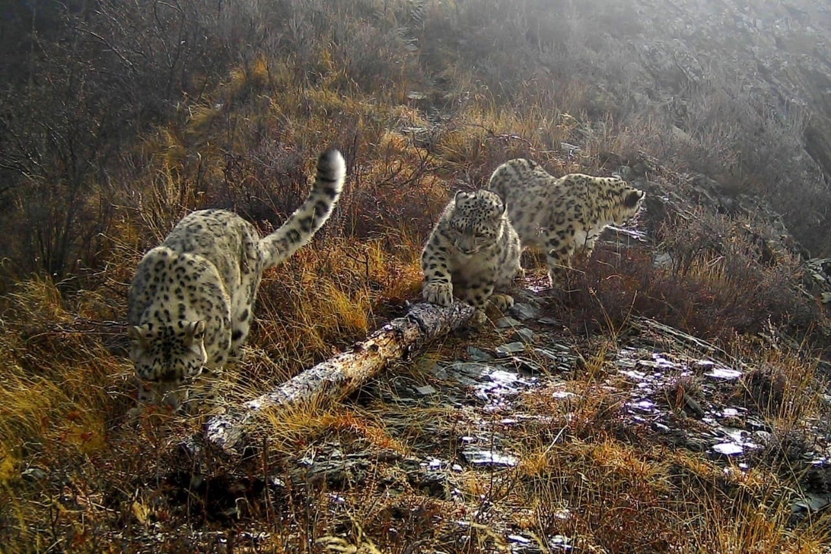 Плато Укок животные снежный Барс