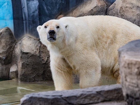 Белый медведь Феликс переехал в новый вольер в «Роевом ручье» в Красноярске