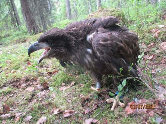 В национальном парке Карелии вылупились 13 птенцов краснокнижного орлана-белохвоста