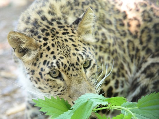 Леопарда Стивена из хабаровского зоосада «Приамурский» поздравили с 14-летием