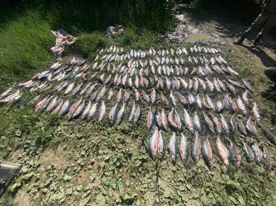 Полиция поймала браконьера с горбушей на 422 тысячи рублей