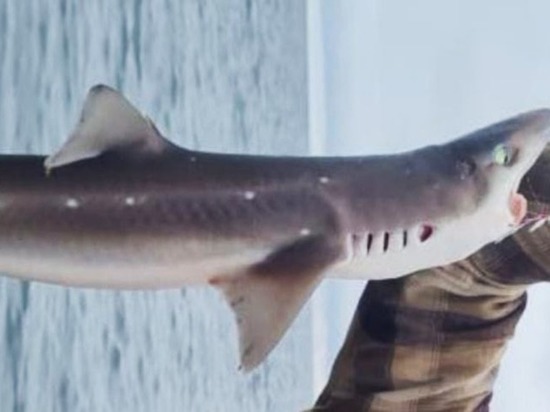 Рыбак на Сахалине поймал на удочку акулу