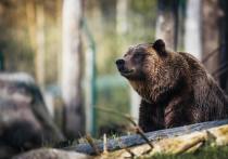 Издание Los Angeles Times со ссылкой на специалистов назвало причину нападения медведя- гризли на женщину в штате Монтана в прошлом году