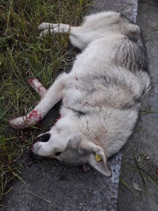Бездомную собаку застрелили во дворе дома в Надыме