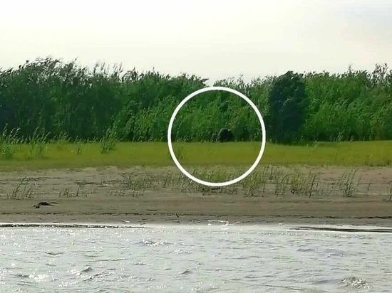Овцебык замечен в Абыйском районе Якутии
