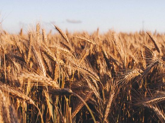 В Удмуртии вывели 2 новых сорта высокоурожайной озимой пшеницы