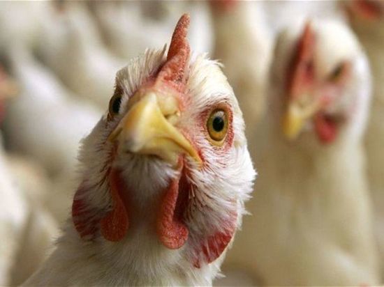 Из-за гриппа птиц в некоторых районах Орловщины ввели карантин
