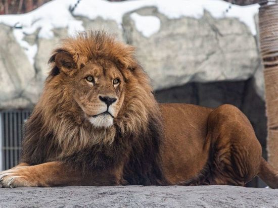 Любимец публики лев Сэм умер в Новосибирском зоопарке