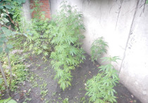 В центре Рязани пенсионер выращивал марихуану