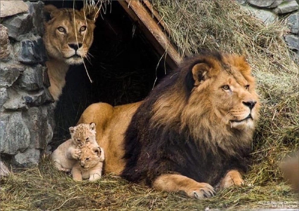 Лев Сэм умер в Новосибирском зоопарке: каким был царь зверей - 15 фото с львятами, смешной челкой и грозным оскалом