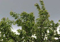 В понедельник, 25 июля, в Рязанской области выпустили метеопредупреждение