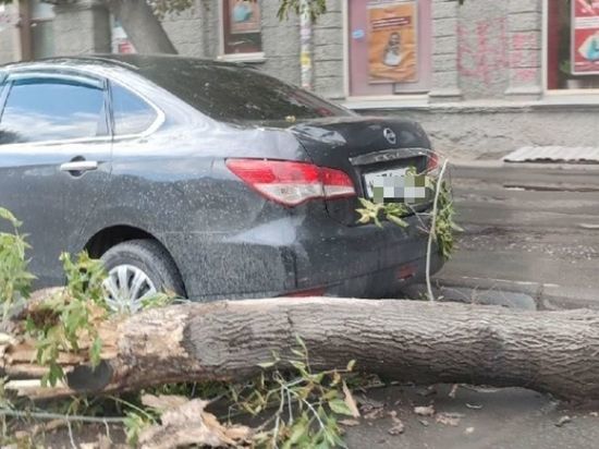 Дерево упало на припаркованный автомобиль в Новосибирске