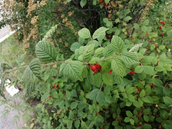 Погода в августе 2022 в Хабаровске будет неустойчивой, подробнее об этом в нашем материале