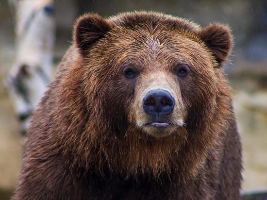 В Бурятии медведь вмешался в рыбалку местных жителей