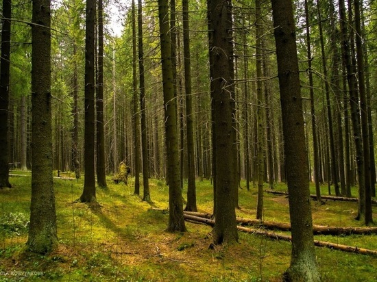 Карелия попала в рейтинг Гринписа по вырубке лесов