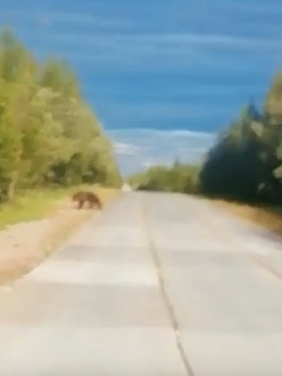 Гуляющего по дороге медведя сняли на видео под Надымом