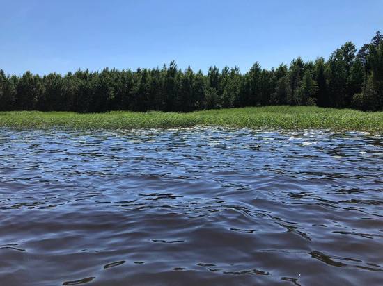 Росприроднадзор объяснил, почему вода в реке Волхов стала зеленой