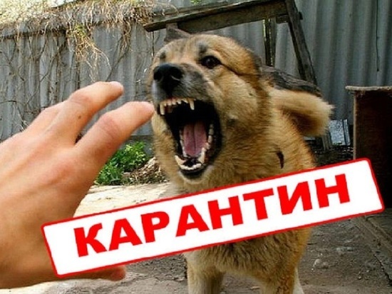 В трех населенных пунктах Ивановской области введен карантин по бешенству