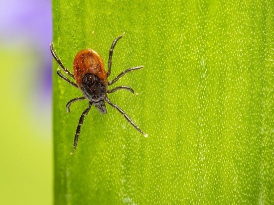 Житель столицы Карелии умер от клещевого энцефалита, укуса не было