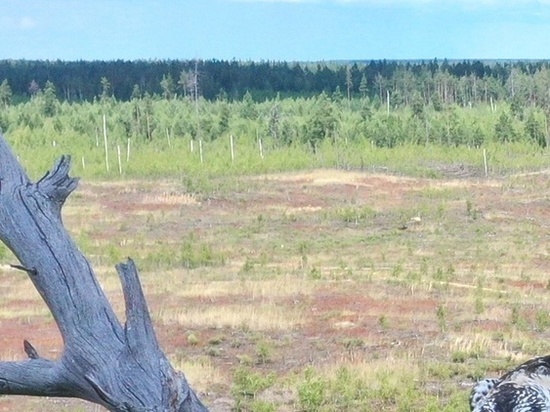 Во Владимирской области краснокнижные птицы выращивают потомство