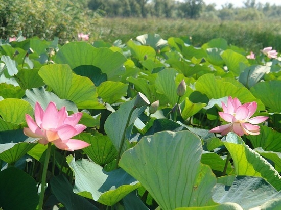 Как попасть на Фестиваль лотосов в Калмыкии