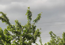 Во вторник, 26 июля, в Рязанской области выпустили метеопредупреждение