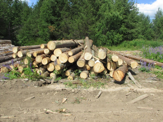 Владимирская область оказалась на 9 месте по вырубке лесов