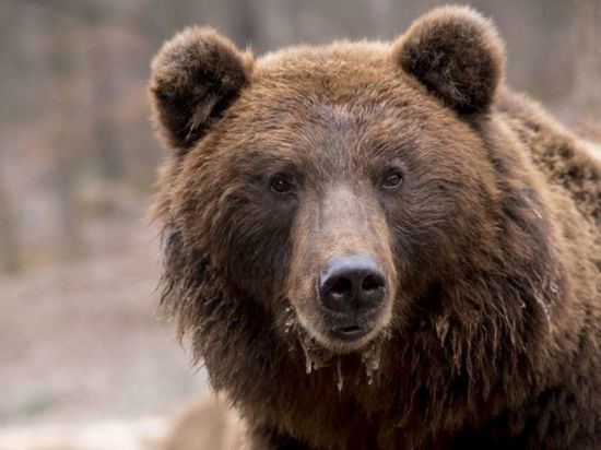 Медведей разрешат отстреливать в Новосибирской области
