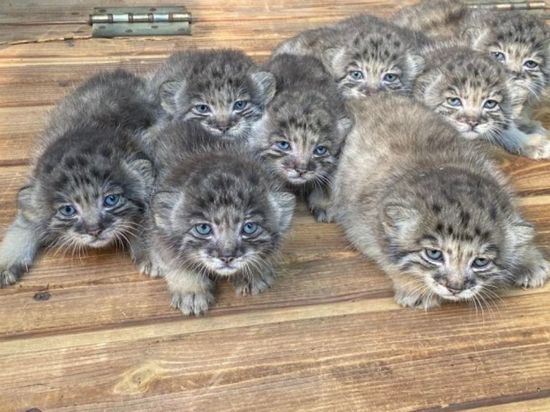 Манул Мия родила шестерых котят в Новосибирском зоопарке