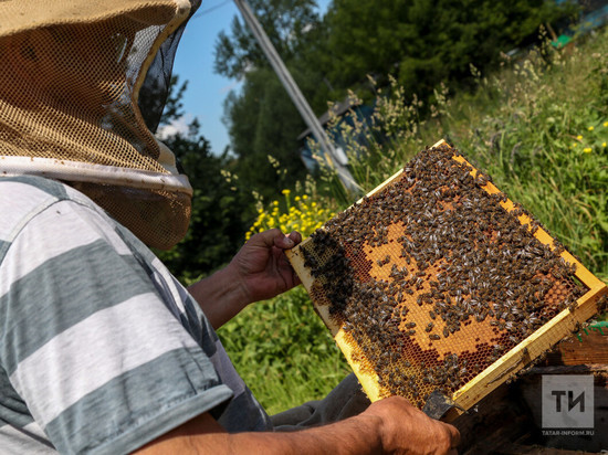 Проверку по факту массовой гибели пчел проводят в Татарстане