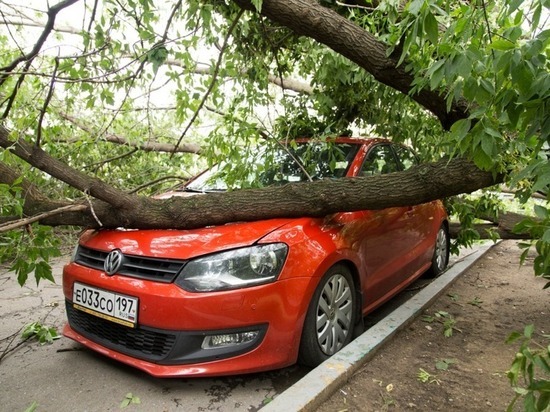 В Кирове дерево рухнуло на пять припаркованных автомобилей