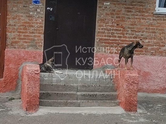 Начинают выть на весь подъезд: кузбассовец пожаловался на агрессивных бродячих собак