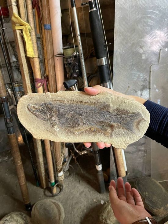 Красноярскому музею геологии Центральной Сибири подарили остатки ископаемых лучеперых рыб
