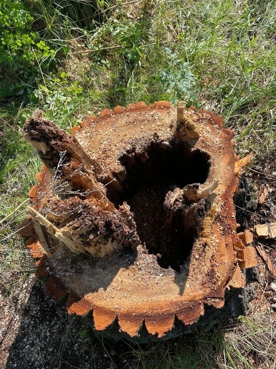 На острове Отдыха в Красноярске уберут трухлявые тополя и высадят 500 новых деревьев