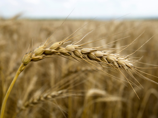 «Непонятно, откуда там возьмутся 25 миллионов тонн зерна»