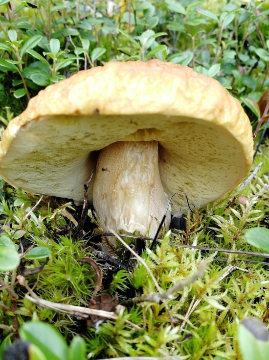 В Кировской области начался сезон белых грибов