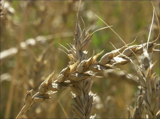 Турция и Украина обговорили начало отгрузки украинского зерна