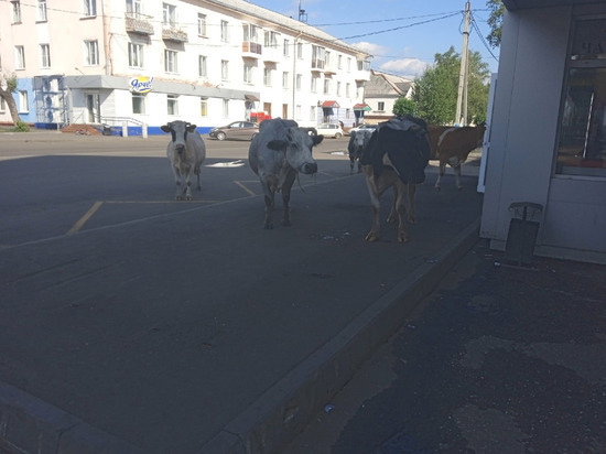 Ждут свой рейс: прогуливающиеся коровы по города развеселили жительницу Кузбасса
