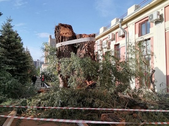 В Омске «зелёная» комиссия разрешила снос старейшего дерева города