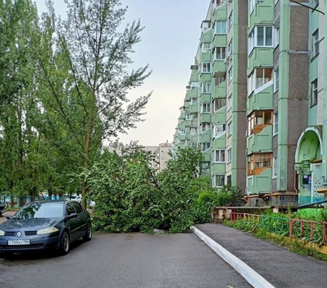 В Воронеже ураган вырвал десятки деревьев с корнем - МК Воронеж