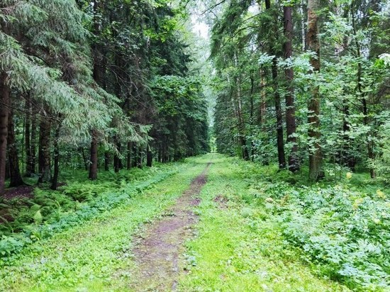 Более 30 раз поисковики спасали жителей Ленобласти за неделю