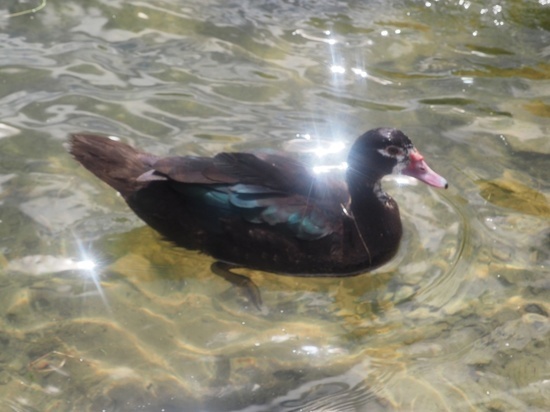 Ядовитого гуся из Африки заметили на Городищенском озере в Изборске