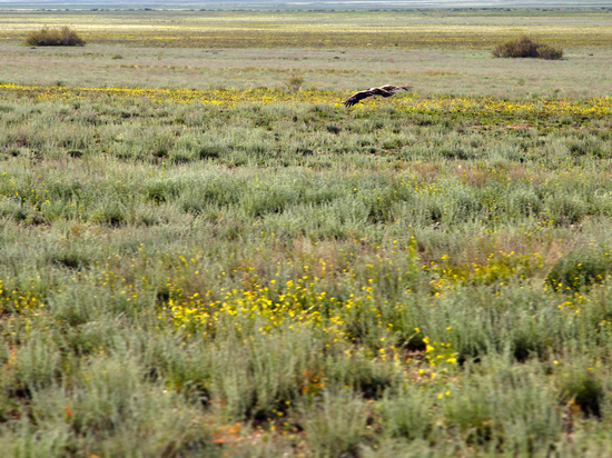 Через 50 лет в области может раскинуться степь