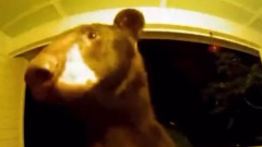 В США в гости к людям пришел вежливый медведь: видео