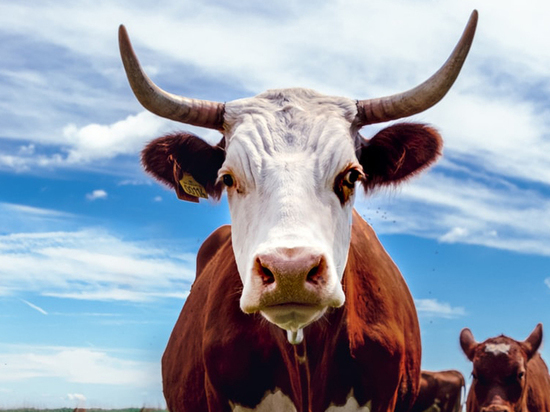 Скотник компании «Заречное» угнал корову и забил ее на мясо