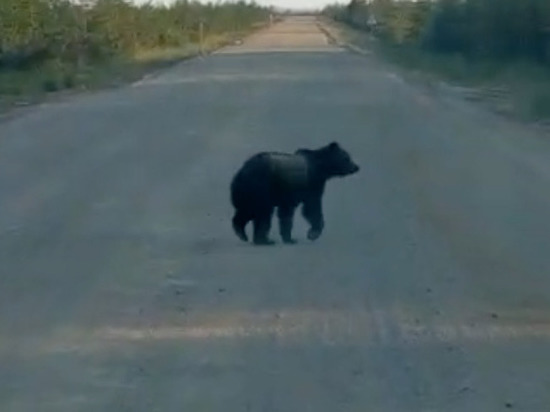 Медведи, олени, автомобили: федеральная трасса на Сахалине превратилась в зоопарк