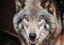 В Дагестане волк напал на двух мальчиков шести и семи лет