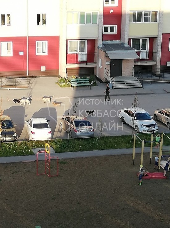 Жители Кузбасса пожаловались на очередную стаю бездомных собак